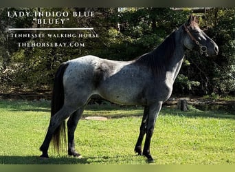 Tennessee walking horse, Mare, 4 years, 15.1 hh, Roan-Blue, in Campbellsville, KY Tennessee walking horse, Mare, 4 years, 15.1 hh, Roan-Blue, in Campbellsville, KY