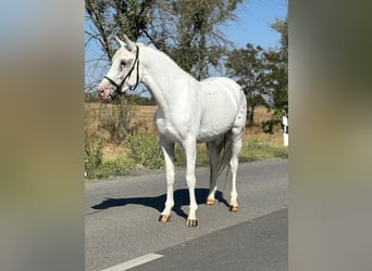 More ponies/small horses, Gelding, 6 years, 14.2 hh, Grey, in Békéscsaba More ponies/small horses, Gelding, 6 years, 14.2 hh, Grey, in Békéscsaba