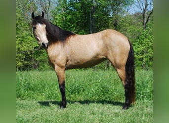 Kentucky Mountain Saddle Horse, Mare, 5 years, 14 hh, Buckskin, in Moody Kentucky Mountain Saddle Horse, Mare, 5 years, 14 hh, Buckskin, in Moody