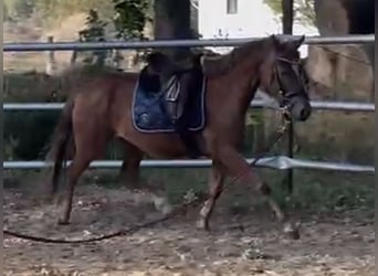 German Riding Pony, Mare, 4 years, 13.2 hh, Chestnut-Red, in Suhlendorf German Riding Pony, Mare, 4 years, 13.2 hh, Chestnut-Red, in Suhlendorf