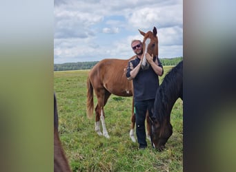 Hanoverian, Mare, 2 years, 16.2 hh, Bay-Dark, in Lutherstadt Wittenberg Hanoverian, Mare, 2 years, 16.2 hh, Bay-Dark, in Lutherstadt Wittenberg