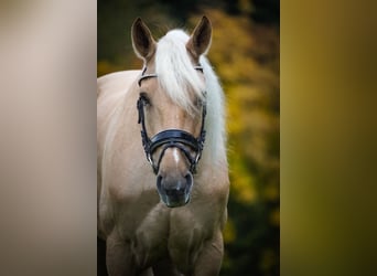 Cruzado, Gelding, 5 years, 16.1 hh, Palomino, in Nettersheim Cruzado, Gelding, 5 years, 16.1 hh, Palomino, in Nettersheim
