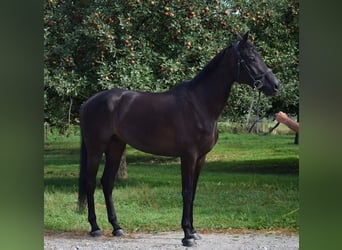 Swiss Warmblood, Gelding, 10 years, 17 hh, Black, in Hohentannen Swiss Warmblood, Gelding, 10 years, 17 hh, Black, in Hohentannen