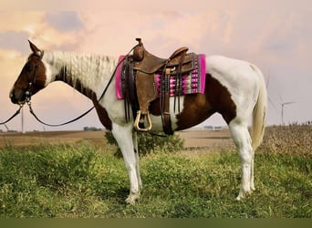 Paint Horse, Mare, 10 years, 14.3 hh, Pinto, in Battle Creek Paint Horse, Mare, 10 years, 14.3 hh, Pinto, in Battle Creek