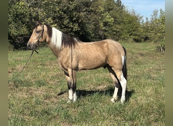 Tennessee walking horse, Gelding, 6 years, 15.3 hh, Tobiano-all-colors, in Paint Lick Tennessee walking horse, Gelding, 6 years, 15.3 hh, Tobiano-all-colors, in Paint Lick