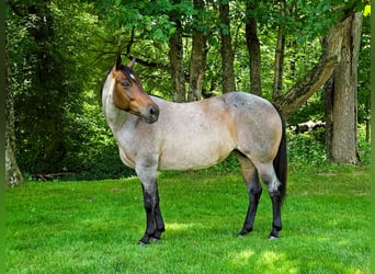 American Quarter Horse, Mare, 8 years, 14.2 hh, Roan-Blue, in Dundee American Quarter Horse, Mare, 8 years, 14.2 hh, Roan-Blue, in Dundee