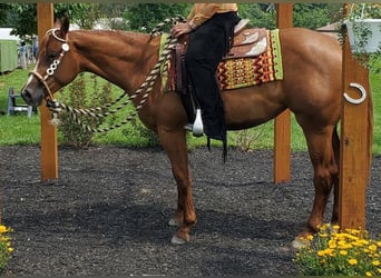 American Quarter Horse, Mare, 6 years, 16.2 hh, Chestnut, in Walbridge American Quarter Horse, Mare, 6 years, 16.2 hh, Chestnut, in Walbridge