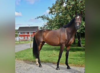 Swiss Warmblood, Mare, 14 years, 17.1 hh, Brown, in Hohentannen Swiss Warmblood, Mare, 14 years, 17.1 hh, Brown, in Hohentannen