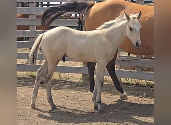American Quarter Horse, Stallion, Foal (05/2025), 15 hh, Buckskin, in Montana American Quarter Horse, Stallion, Foal (05/2025), 15 hh, Buckskin, in Montana