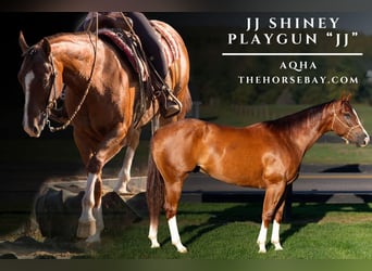 American Quarter Horse, Gelding, 4 years, 15 hh, Bay, in Shipshewana, IN American Quarter Horse, Gelding, 4 years, 15 hh, Bay, in Shipshewana, IN