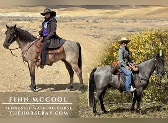 Tennessee walking horse, Gelding, 8 years, Roan-Blue, in Cedaredge, CO Tennessee walking horse, Gelding, 8 years, Roan-Blue, in Cedaredge, CO