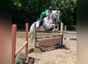Lusitano, Gelding, 14 years, 16 hh, Grey-Fleabitten, in South Lyon Lusitano, Gelding, 14 years, 16 hh, Grey-Fleabitten, in South Lyon