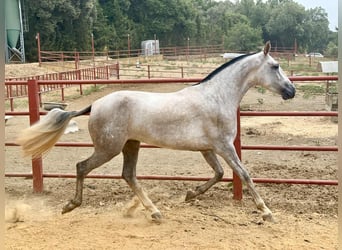 PRE, Mare, 3 years, 16.1 hh, Grey, in Galaroza (Huelva) PRE, Mare, 3 years, 16.1 hh, Grey, in Galaroza (Huelva)