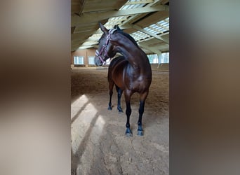Other Warmbloods, Mare, 9 years, 16 hh, Bay, in Vilnius Other Warmbloods, Mare, 9 years, 16 hh, Bay, in Vilnius