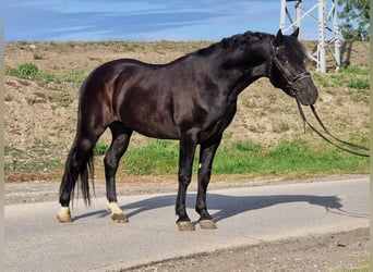 More ponies/small horses, Gelding, 4 years, 14.2 hh, Black, in Gyula More ponies/small horses, Gelding, 4 years, 14.2 hh, Black, in Gyula