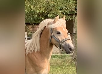 Haflinger, Stallion, 1 year, 14.2 hh, in Suhlendorf Haflinger, Stallion, 1 year, 14.2 hh, in Suhlendorf