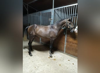 Lusitano, Stallion, 2 years, Grey, in Tarifa Lusitano, Stallion, 2 years, Grey, in Tarifa