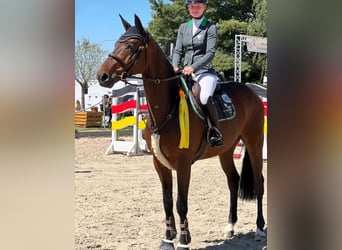 German Riding Horse, Gelding, 9 years, 16.3 hh, Brown, in Wermelskirchen German Riding Horse, Gelding, 9 years, 16.3 hh, Brown, in Wermelskirchen