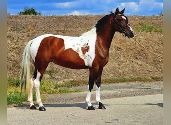 More ponies/small horses, Mare, 5 years, 14 hh, Pinto, in Gyula More ponies/small horses, Mare, 5 years, 14 hh, Pinto, in Gyula