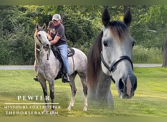 Missouri Foxtrotter, Gelding, 7 years, 15.3 hh, Grey-Dapple, in Glenmoore, PA Missouri Foxtrotter, Gelding, 7 years, 15.3 hh, Grey-Dapple, in Glenmoore, PA