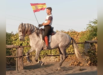PRE Mix, Stallion, 4 years, 15.3 hh, Grey, in Galaroza (Huelva) PRE Mix, Stallion, 4 years, 15.3 hh, Grey, in Galaroza (Huelva)