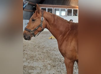 Hanoverian, Mare, 3 years, 16.1 hh, Chestnut-Red, in Lutherstadt Wittenberg Hanoverian, Mare, 3 years, 16.1 hh, Chestnut-Red, in Lutherstadt Wittenberg