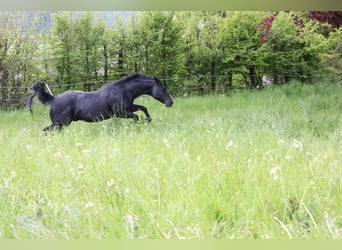 American Quarter Horse, Stallion, 19 years, 14.2 hh, Black