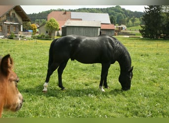 American Quarter Horse, Stallion, 19 years, 14.2 hh, Black