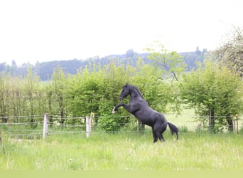 American Quarter Horse, Stallion, 19 years, 14.2 hh, Black
