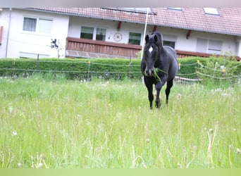 American Quarter Horse, Stallion, 19 years, 14.2 hh, Black