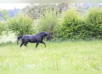 American Quarter Horse, Stallion, 19 years, 14.2 hh, Black