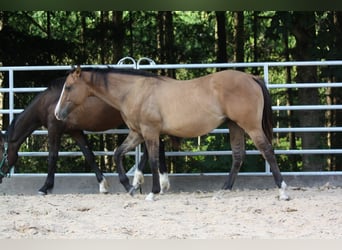 American Quarter Horse, Gelding, 1 year, 15 hh