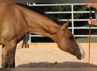 American Quarter Horse, Gelding, 1 year, 15 hh