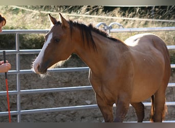American Quarter Horse, Gelding, 1 year, 15 hh