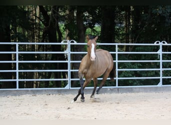 American Quarter Horse, Gelding, 1 year, 15 hh