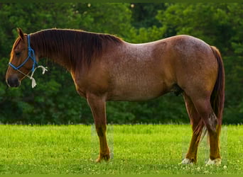 American Quarter Horse, Gelding, 6 years, 14.3 hh, Roan-Red