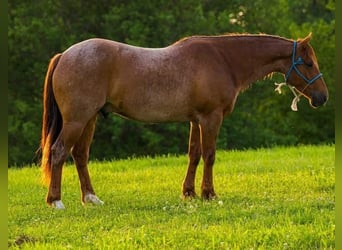American Quarter Horse, Gelding, 6 years, 14.3 hh, Roan-Red