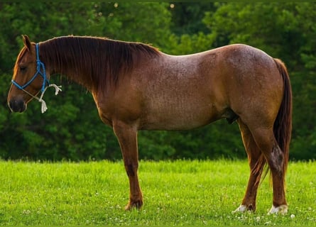 American Quarter Horse, Gelding, 6 years, 14 hh, Roan-Red