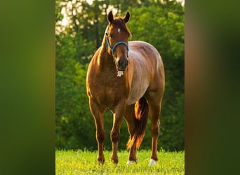 American Quarter Horse, Gelding, 6 years, 14 hh, Roan-Red