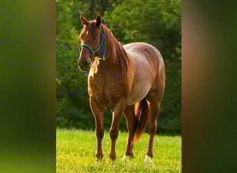 American Quarter Horse, Gelding, 6 years, 14 hh, Roan-Red