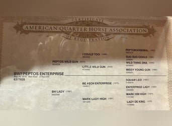 American Quarter Horse, Gelding, 6 years, 14 hh, Roan-Red