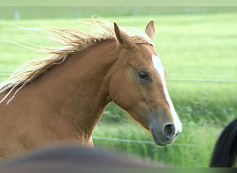 American Quarter Horse, Mare, 2 years, Chestnut-Red