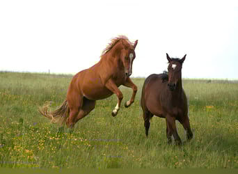 American Quarter Horse, Mare, 2 years, Chestnut-Red