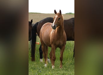 American Quarter Horse, Mare, 2 years, Chestnut-Red