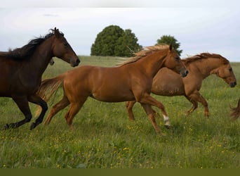 American Quarter Horse, Mare, 2 years, Chestnut-Red