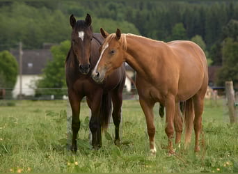 American Quarter Horse, Mare, 2 years, Chestnut-Red