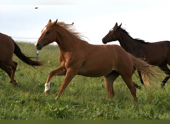 American Quarter Horse, Mare, 2 years, Chestnut-Red