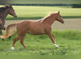 American Quarter Horse, Mare, 2 years, Chestnut-Red