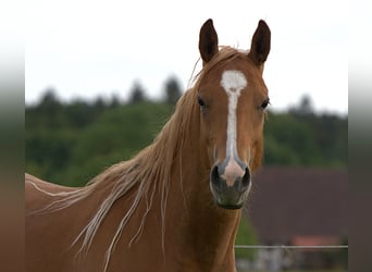 American Quarter Horse, Mare, 2 years, Chestnut-Red