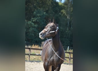 American Quarter Horse, Mare, 4 years, 14.2 hh, Grey-Dapple